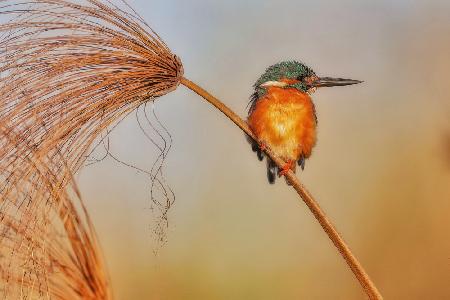 Kingfisher