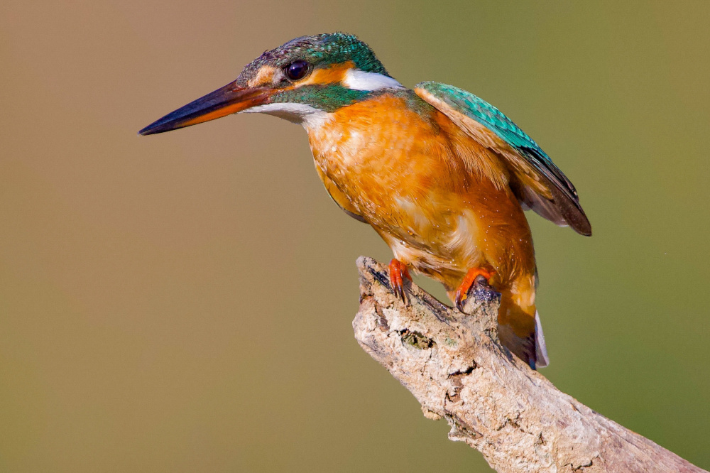 Kingfisher von David Manusevich