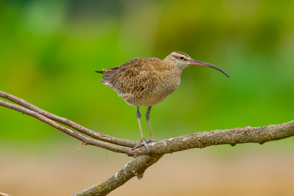 Eurasian whimbrel von David Manusevich