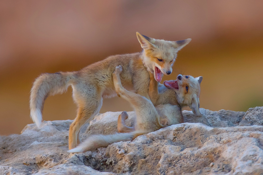 Fox family von David Manusevich