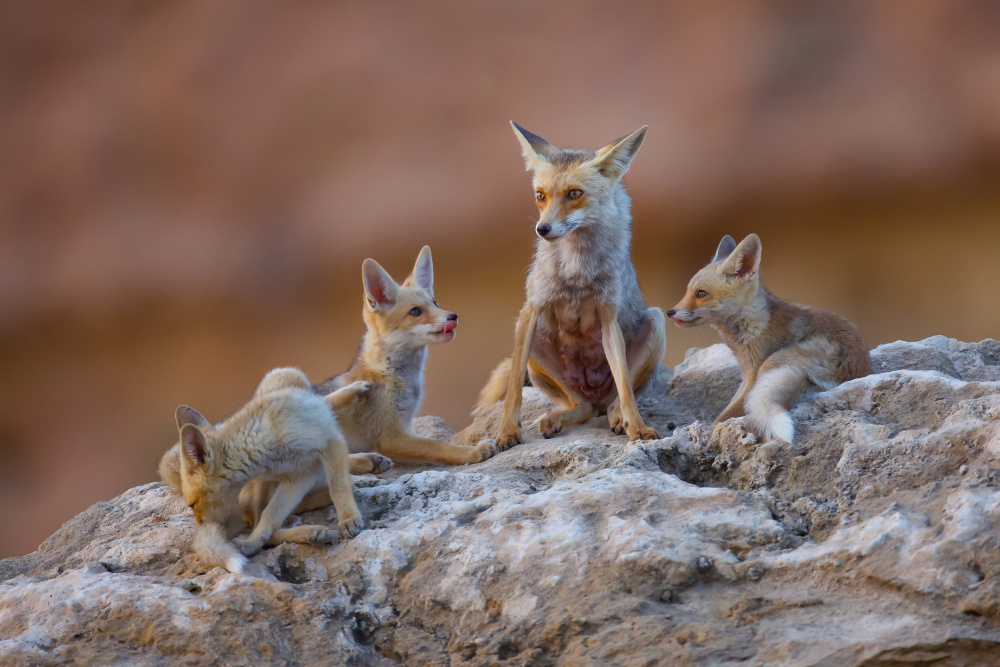 Fox family von David Manusevich