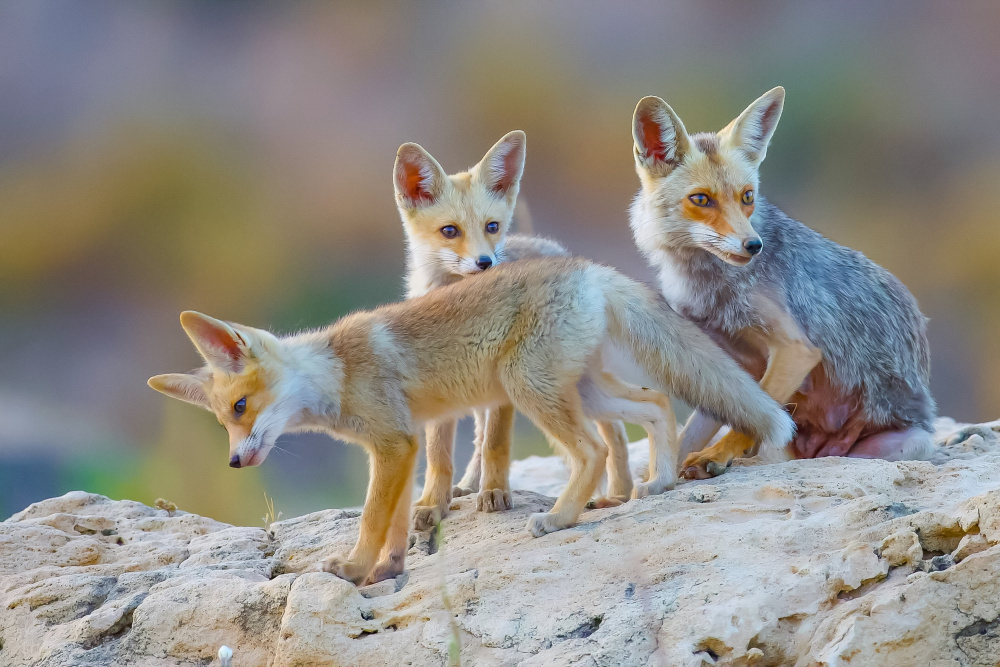 	 Fox family von David Manusevich