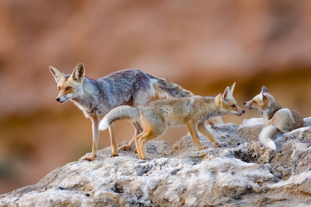 Fox family von David Manusevich