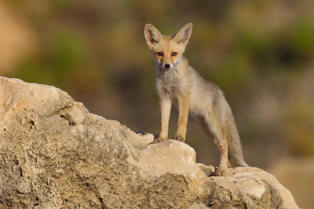 Fox family von David Manusevich