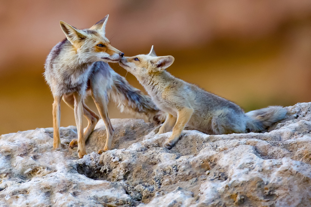 Fox family von David Manusevich