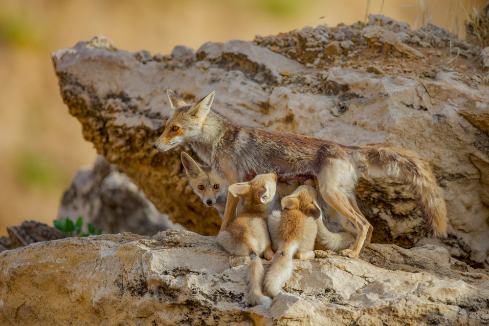 Fox family von David Manusevich