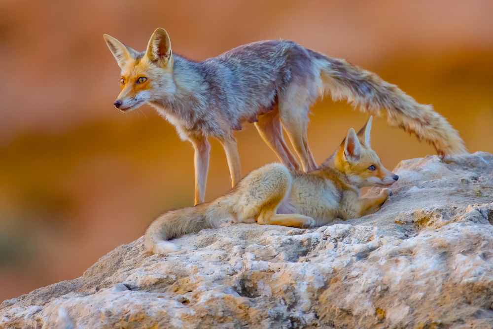 	 Fox family von David Manusevich