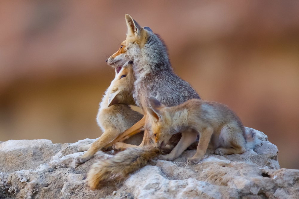 Fox family von David Manusevich