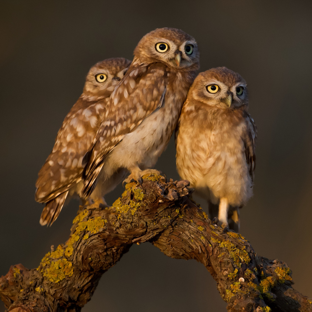 Family portrait von David Manusevich