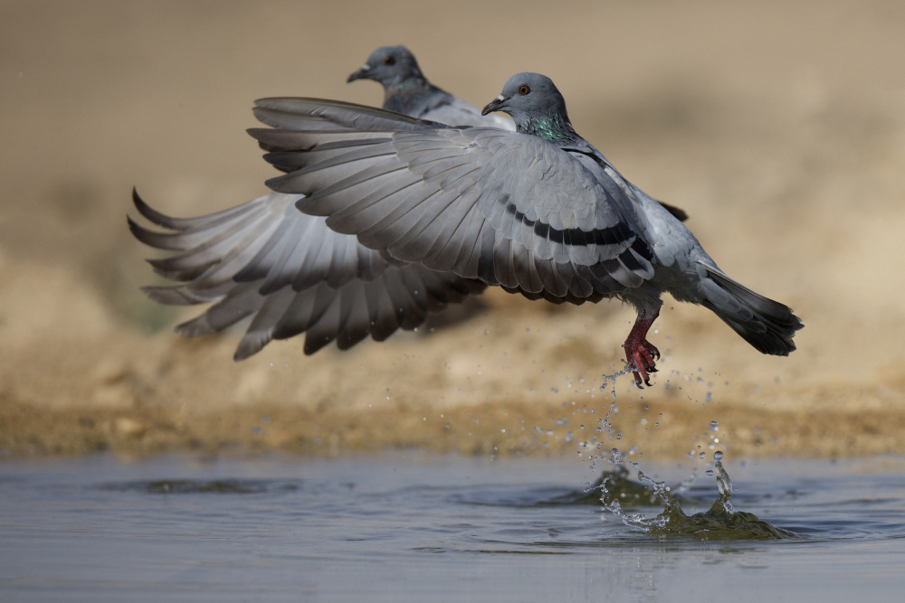 Rock Dove von David Manusevich