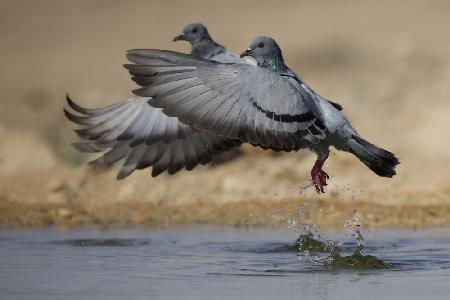 Rock Dove