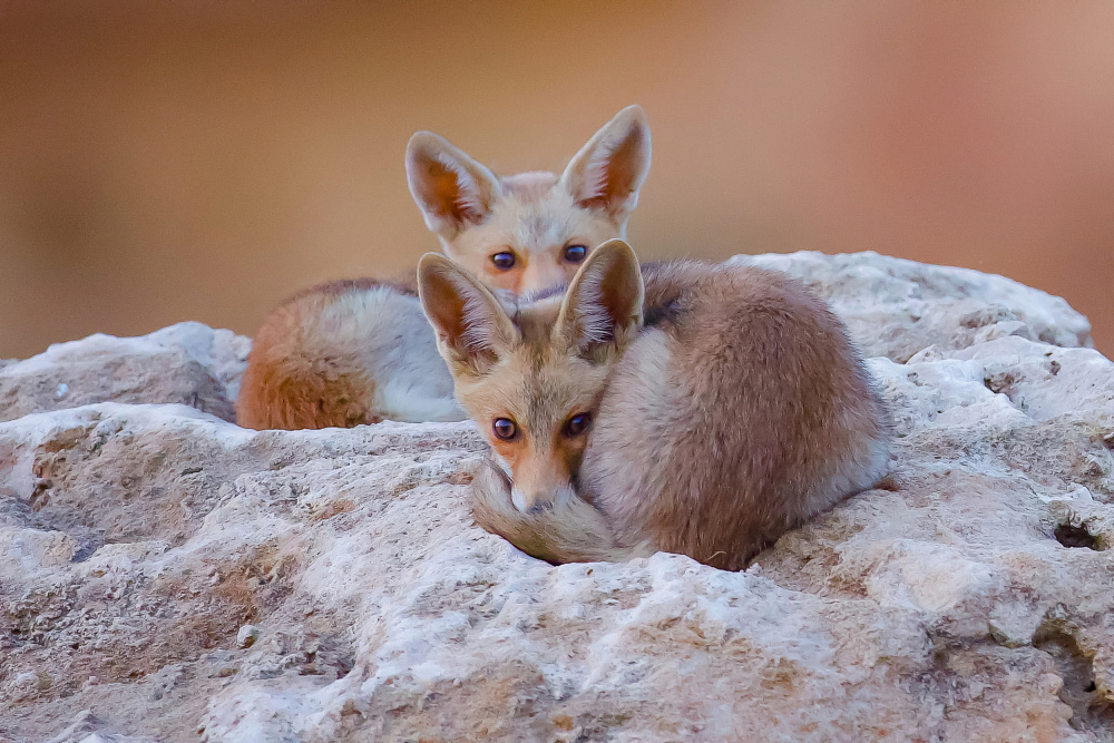 Foxs von David Manusevich