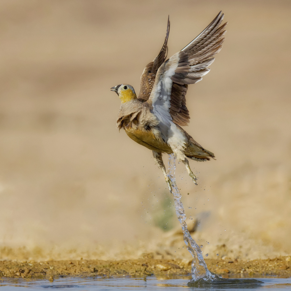 Crowned Sandgrouse von David Manusevich