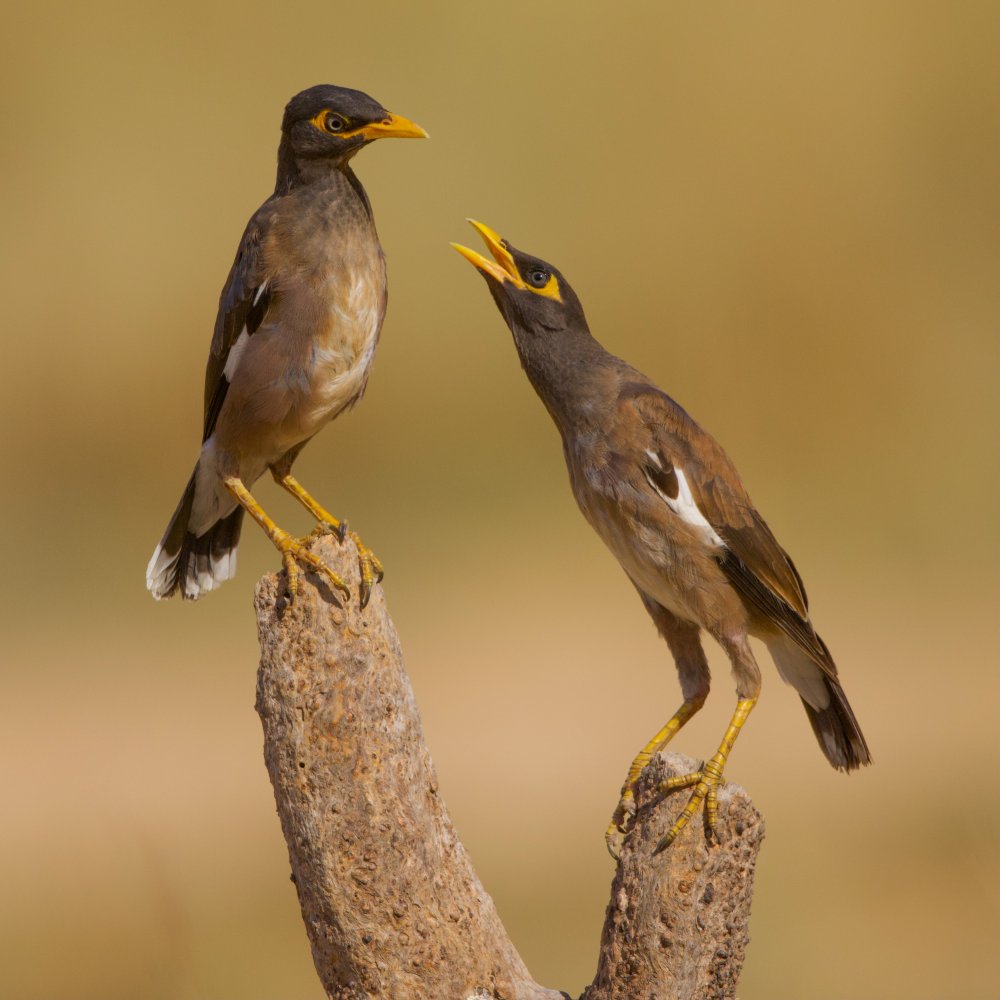 Common Mynas von David Manusevich