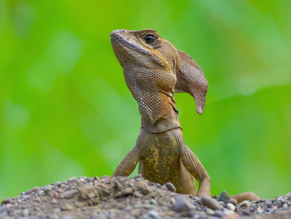 Common basilisk von David Manusevich