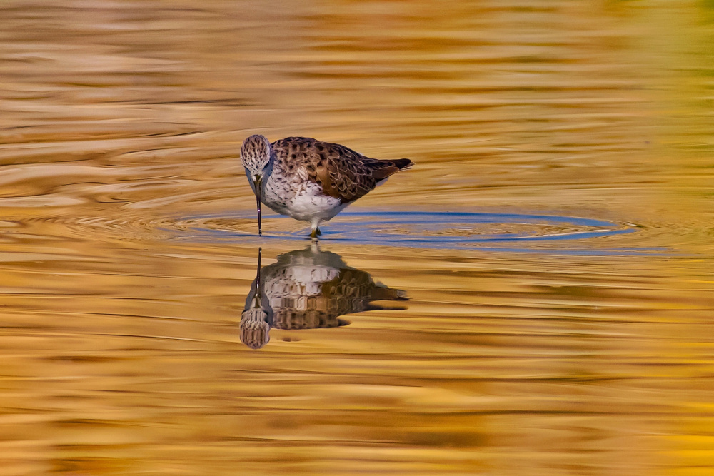 Common redshank von David Manusevich