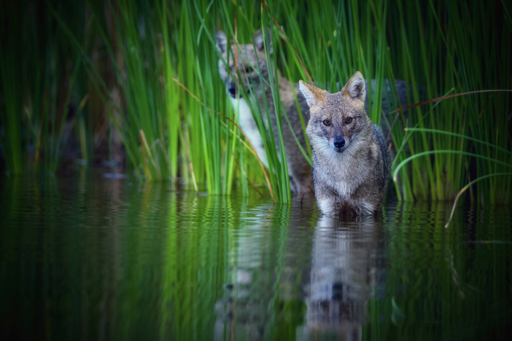 Golden jackal von David Manusevich