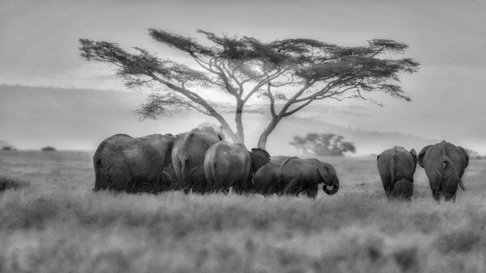 Big African family von David Manusevich