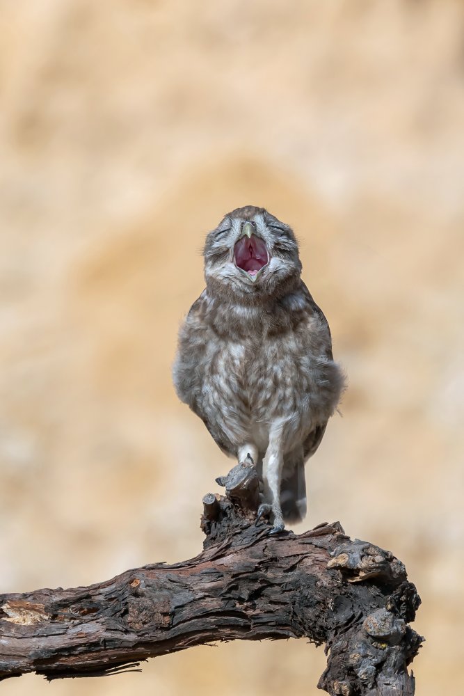 Little Owl von David Manusevich