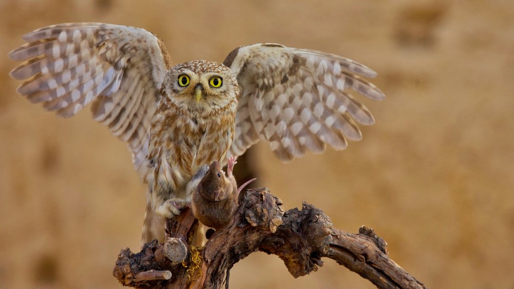 Little Owl von David Manusevich