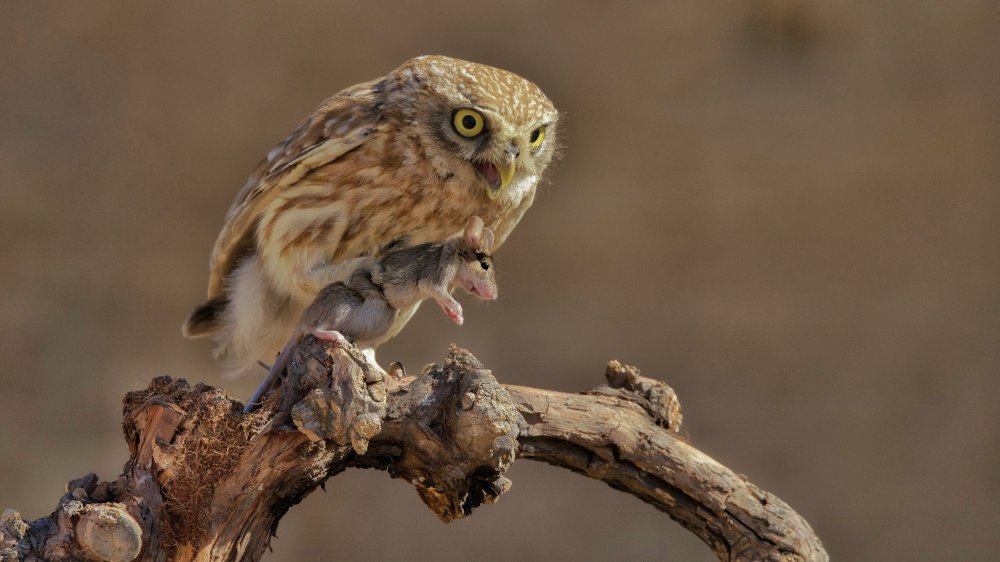 Little Owl von David Manusevich