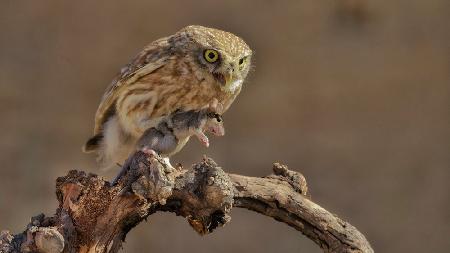 Little Owl