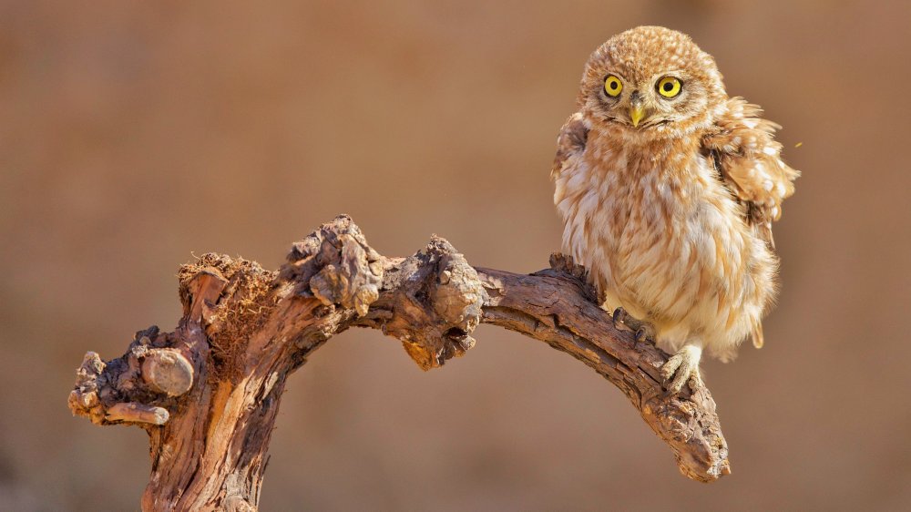 Little Owl von David Manusevich