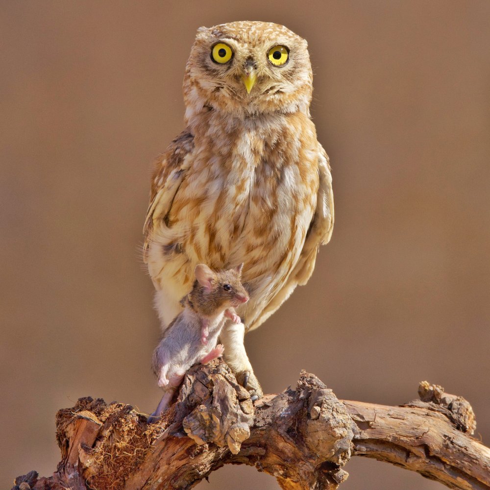 Little Owl von David Manusevich