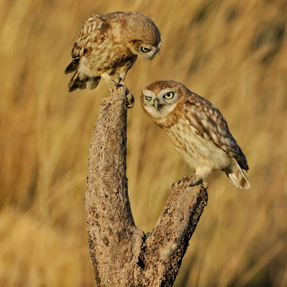 Little Owl von David Manusevich