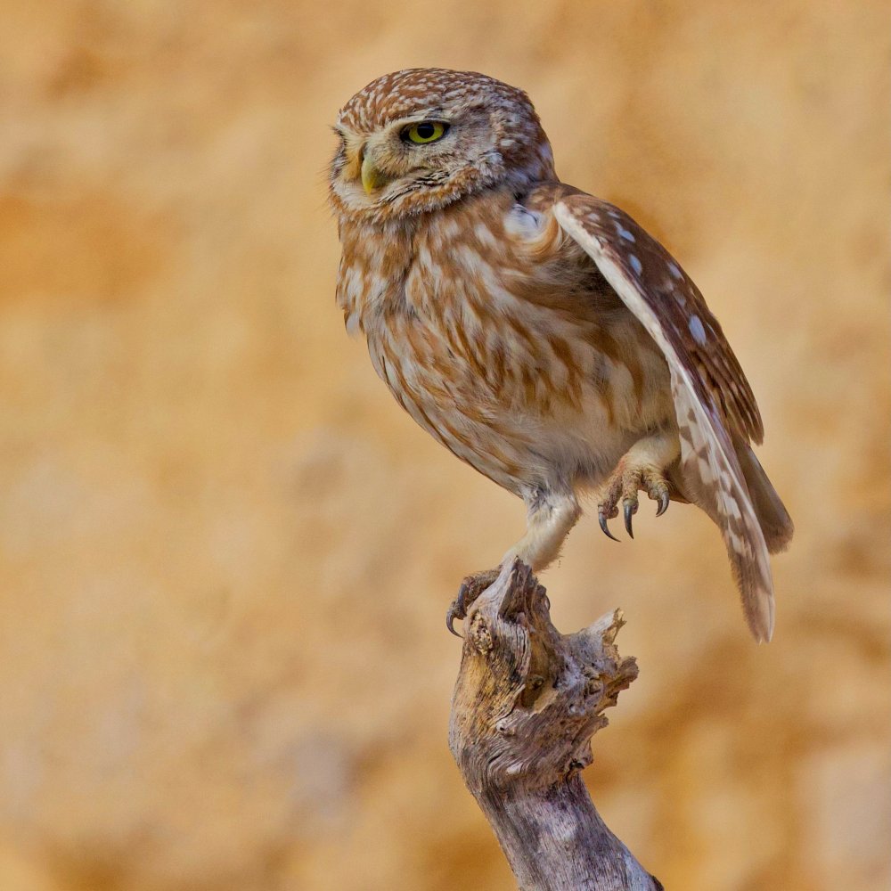 Little Owl von David Manusevich