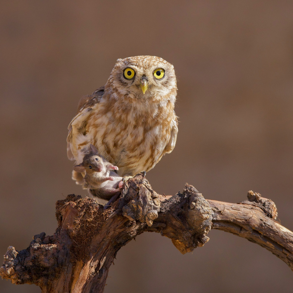 Little Owl von David Manusevich