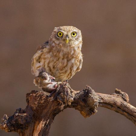 Little Owl