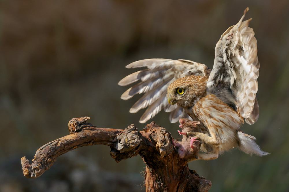 Little Owl von David Manusevich