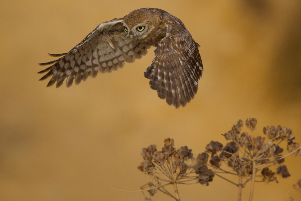 Little Owl von David Manusevich