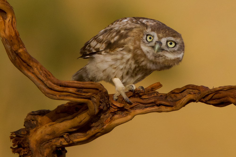 Little Owl von David Manusevich