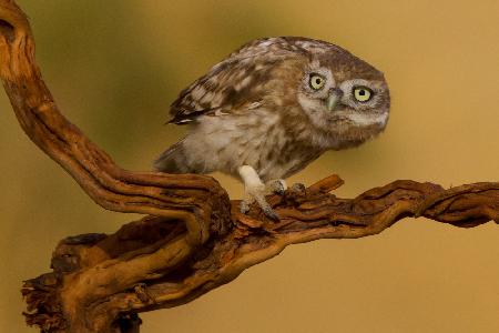 Little Owl