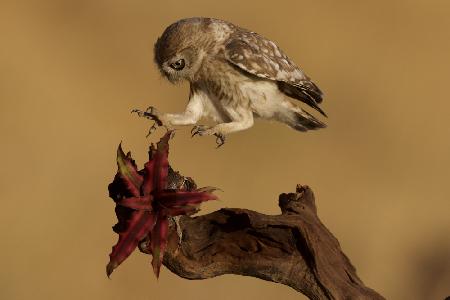 Little Owl