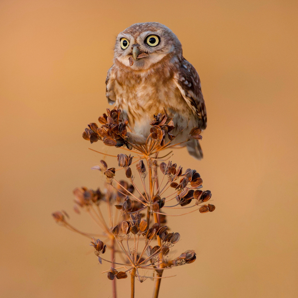 Little Owl von David Manusevich