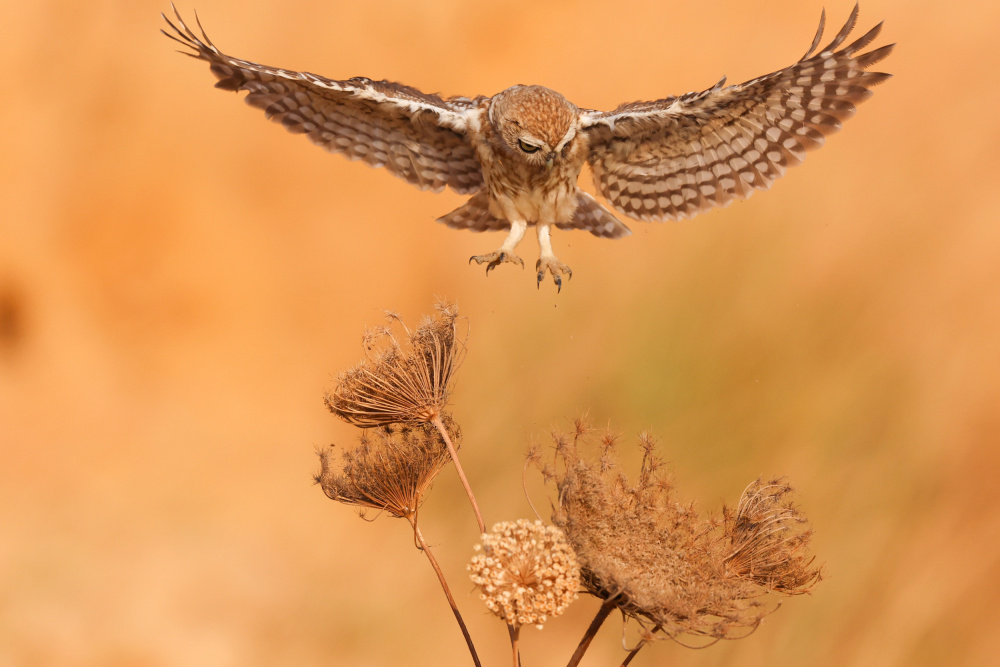 Little Owl von David Manusevich