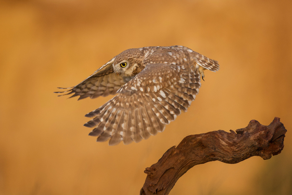 Little Owl von David Manusevich