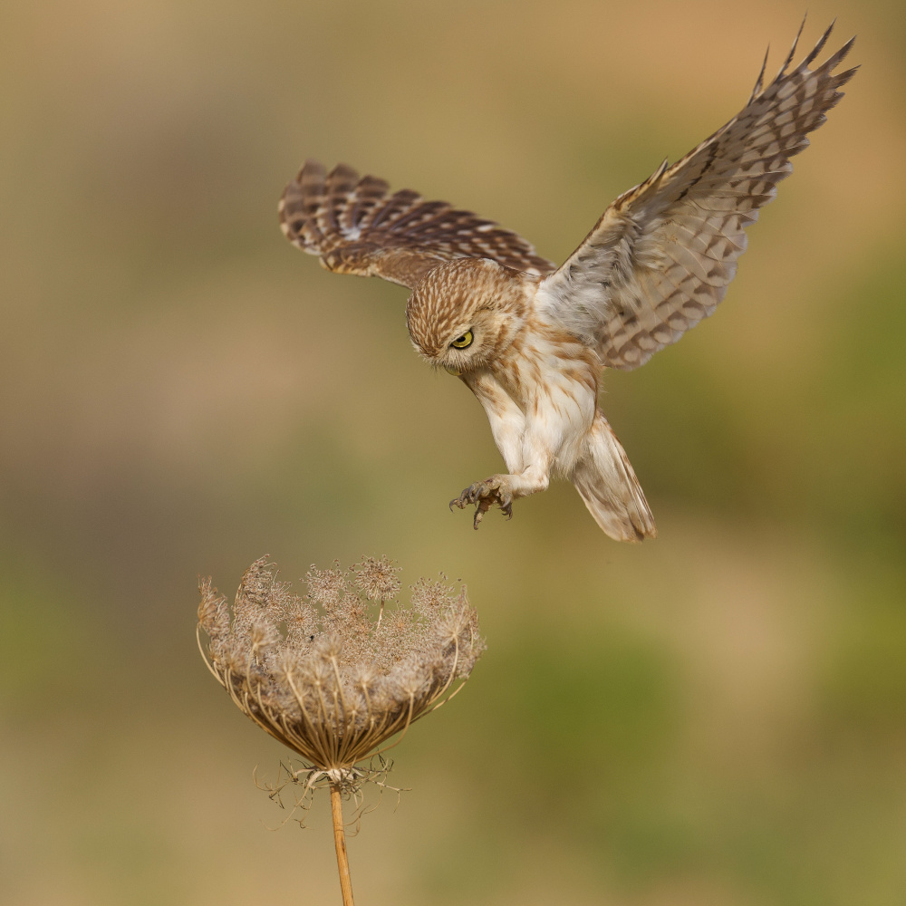 Little owl von David Manusevich