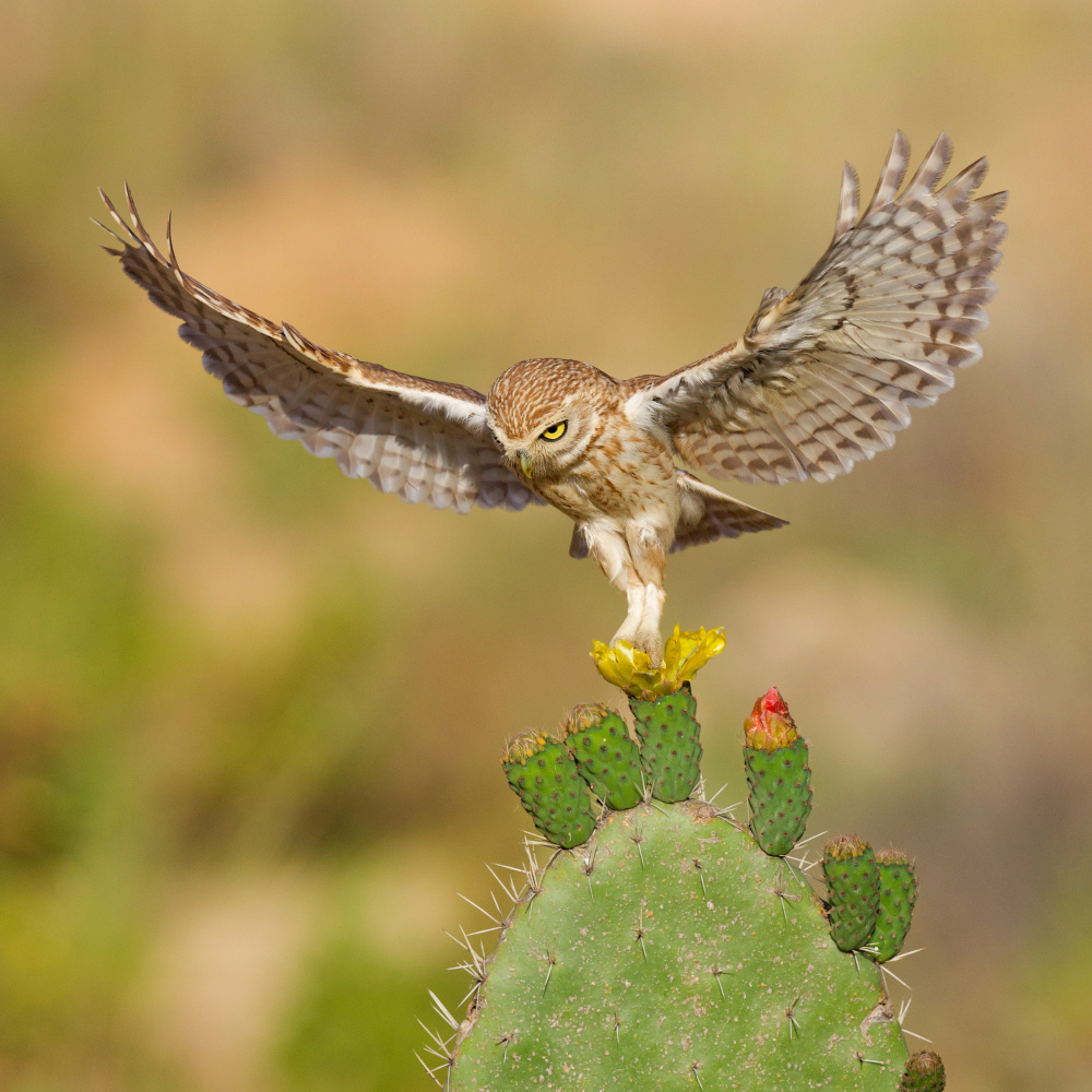 Little owl von David Manusevich