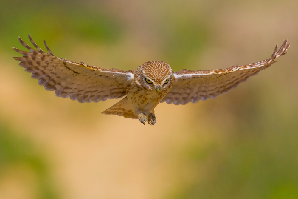 Little owl von David Manusevich