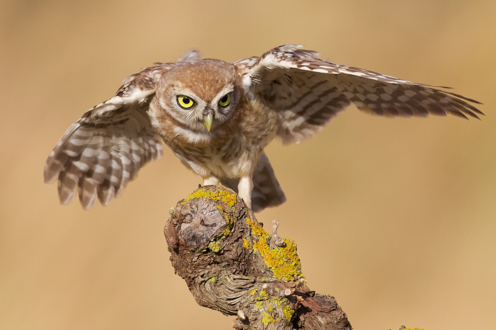 Little owl von David Manusevich