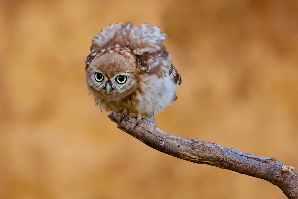 Little owl von David Manusevich