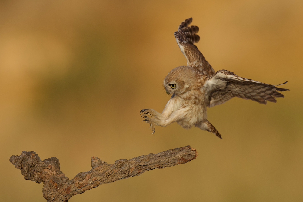 Little owl von David Manusevich