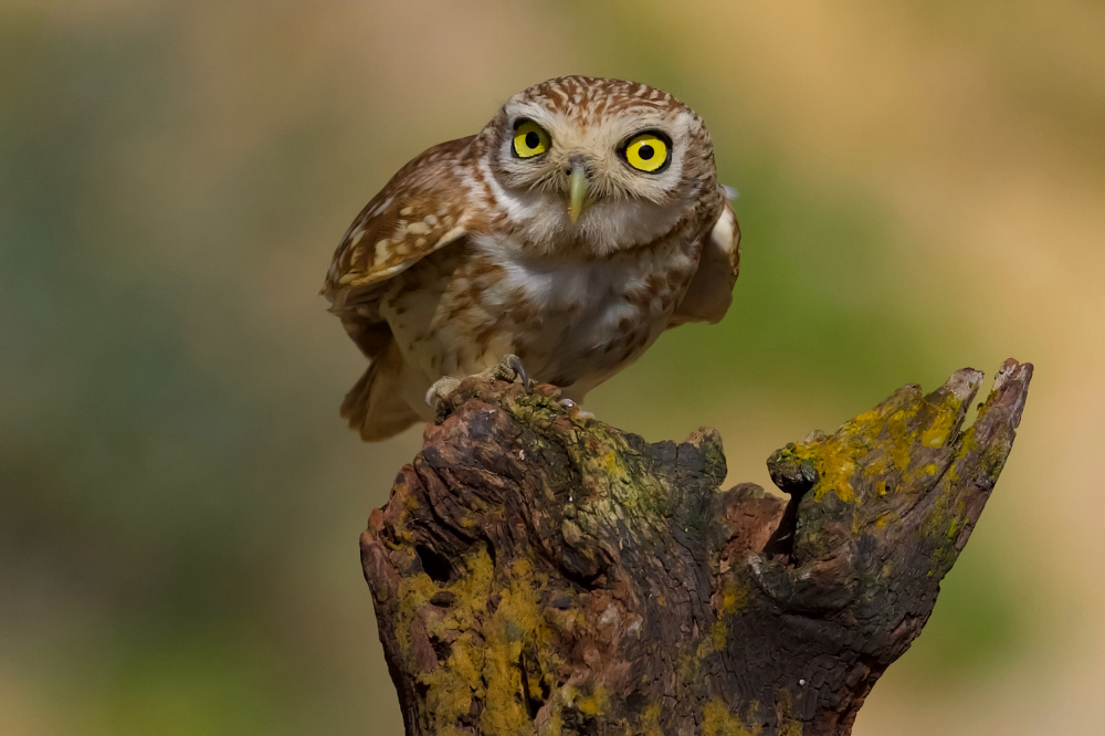 Little owl von David Manusevich