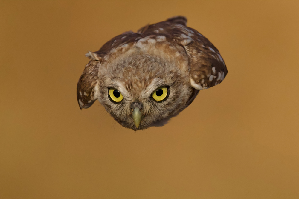 Little owl von David Manusevich