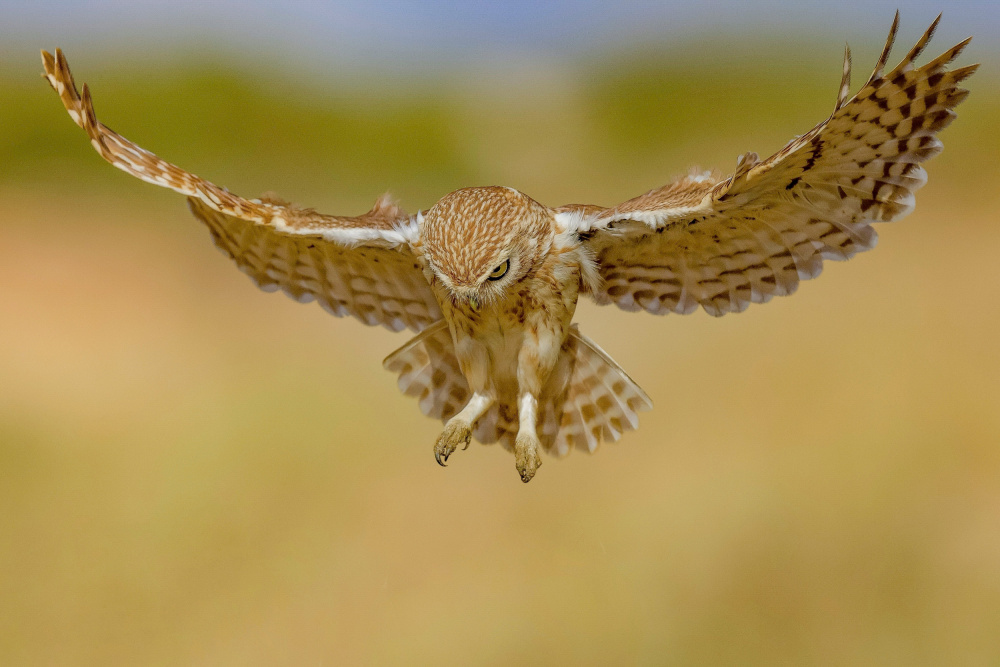 Little owl von David Manusevich