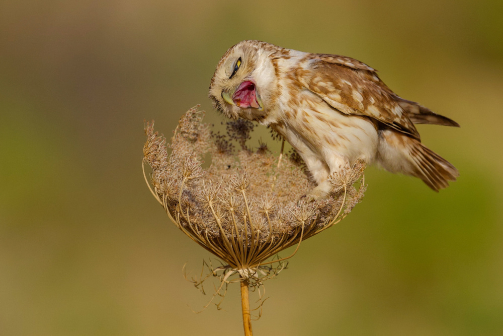 Little owl von David Manusevich